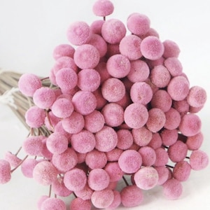 Könnte beinhalten: Ein Strauß getrockneter rosa Billy-Kugeln, auch bekannt als Craspedia, mit langen Stielen.