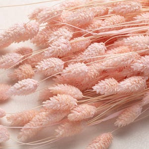 Dried pastel pink Phalaris, Bleached pastel color, Phalaris, Dried Flowers, pastel Flowers, Dried Flowers, Wedding Decor, Boho Wedding