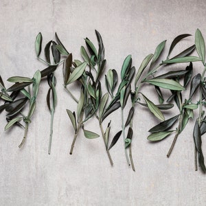 branches d'olivier conservées, décoration de mariage, décoration d'hiver, décorations de Noël, bouquet de feuilles d'olivier, feuille d'olivier verte, fleurs stabilisées