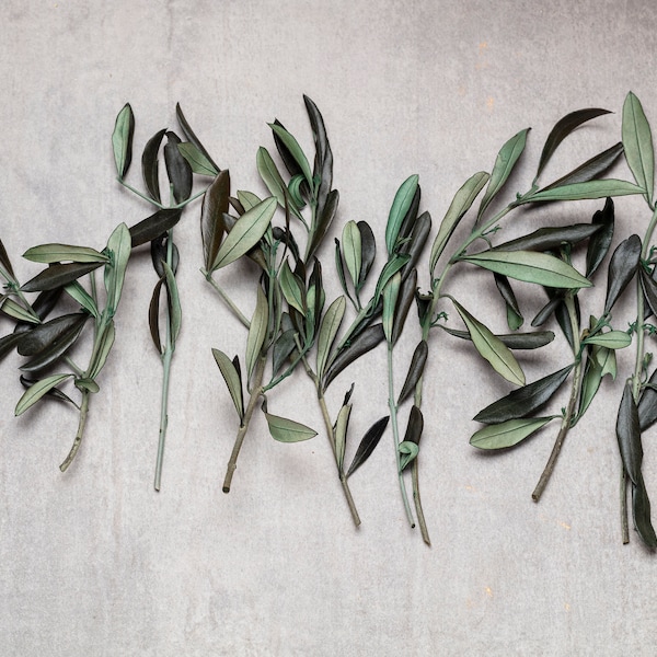 preserved olive branches, wedding decor, winter decoration, Christmas ornaments, Bouquet of Olive leaf, green olive leaf, preserved flowers