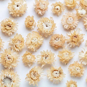 Organic Dried pastel Strawflowers head, Weddings decor, Dried Flower Confetti, florist supply, DIY supply, Wreath Making,