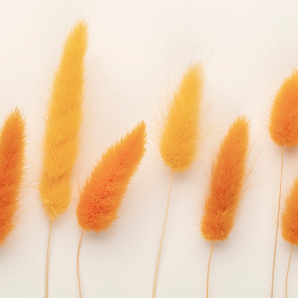 Bunny tails grass ,dried lagurus grass ,dry grass bouquet for vase, DIY handcraft materials, home decor, wedding decor