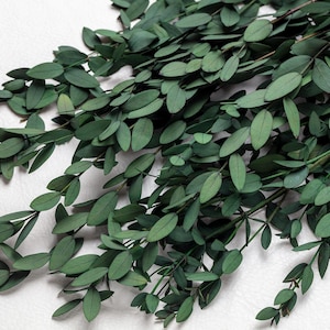 Eucalyptus parvifolia, groen, bos eucalyptusbloemen, doe-het-zelf bloemstuk, decoratie huwelijksverjaardag, biologisch afbreekbaar natuurlijk,