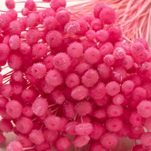 Peut inclure: Un bouquet de craspédies séchées roses, également appelées billy balls, avec des têtes de fleurs rondes et duveteuses.
