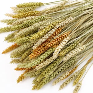 Peut inclure: Un bouquet de tiges de blé séchées présentant une variété de couleurs naturelles, notamment des nuances de vert clair, de jaune pâle et de brun doré. Les tiges sont disposées en éventail, mettant en valeur les épis texturés et les tiges fines.