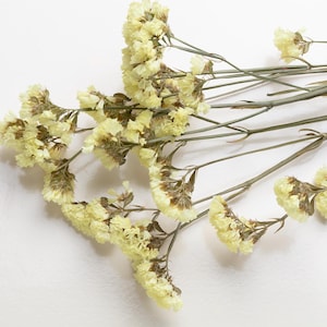 Limonium Statice séché, jaune, fleurs, décoration d'intérieur, fleurs séchées, décoration de mariage, bohème, fleurs de mariage bohèmes, fleurs séchées naturelles