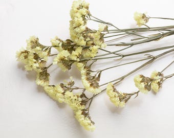 May include: A collection of dried yellow statice flowers with thin, green stems. The flowers are clustered at the ends of the stems, creating a delicate and natural aesthetic. The background is a plain white surface.