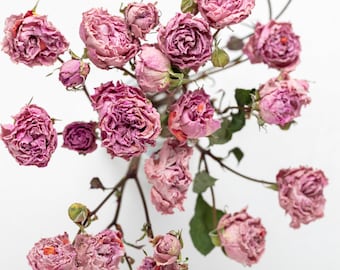 Mini rose essiccate, fiori rossi naturali, forniture per gioielli in resina