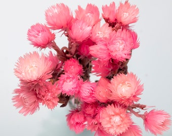 Fleur Kaaps, Fleur de paille du Cap, Rose naturel, Décoration intérieure, Fleurs séchées, Décoration de gâteau de mariage, Boho, Décoration de fête à domicile,