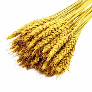 Peut inclure: Un bouquet de tiges de blé séchées aux épis jaune doré et aux tiges longues et fines. Cet ensemble de céréales présente une disposition dense de grains texturés et pointus, avec de fins barbes semblables à des poils sur chaque épillet.