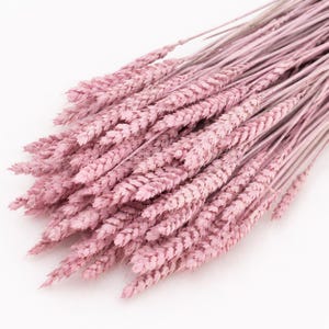 May include: A bundle of dried wheat stalks dyed in a soft pastel pink color. The arrangement features multiple individual stems with textured grain heads clustered together, showcasing the natural structure of the wheat with a uniform pink hue.