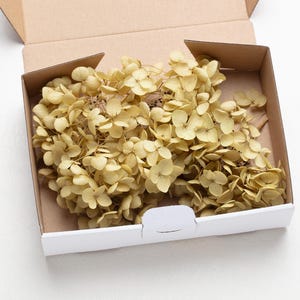 Preserved Hydrangea, green, small Hydrangea, High Quality petals, bridal flower, wedding decor, DIY Flowers, Confetti,