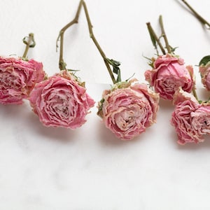Dried pink mini rose,  flower for Resin, Jewelry, Dry pink Roses, small flower Arrangments Dried Plants, Resin dried resin flowers,