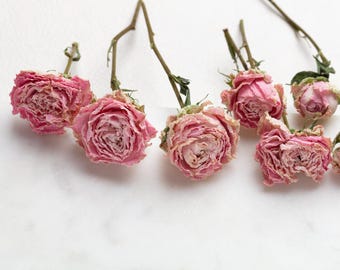 Mini rosa rosa essiccata, fiore per resina, gioielli, rose rosa essiccate, piccole composizioni floreali, piante essiccate, fiori di resina essiccati,