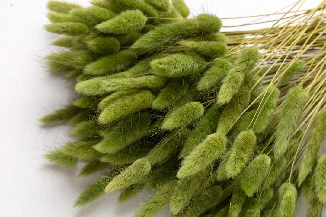 Bunny Tails, Moos Green Color, Dried Lagurus, Dried Grass, Rabbit Tails ...