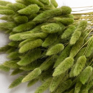 Può includere: Un mazzo di erba di coda di coniglio verde secca. L'erba è morbida e soffice, e gli steli sono lunghi e sottili.
