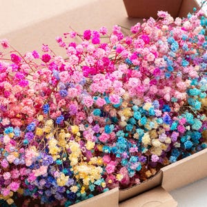 Schleierkraut gefärbt, für Gastgeschenke, konserviertes Schleierkraut gefärbt, 1 Schachtel Stiele, Schleierkraut natürlich, Hochzeitsblumen getrocknet