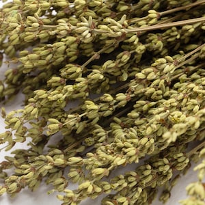 Preserved Lavender, green color, wedding flowers, home decor, Lavanda, lavander, dried flowers, preserved lavandin, Lavandula Getrocknet,