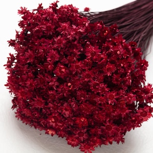 Glixia Flowers, dark red color, Bouquet of Flowers, Wedding decoration, Flowers for Bouquets and Compositions, Dried Flowers
