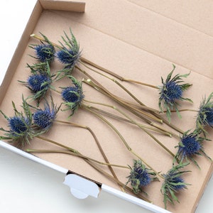 Dried Eryngium, Natural Blue Thistle, Dried Thistle, Natural Dried Thistle, Dried Flowers, Dried Deep Sea Blue Thistle Sea Holly image 3