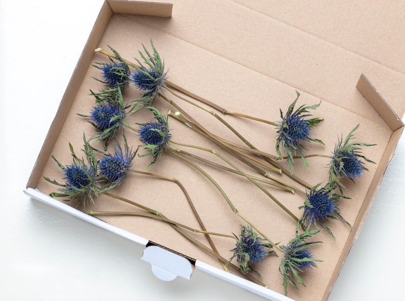 Dried Eryngium, Natural Blue Thistle, Dried Thistle, Natural Dried Thistle, Dried Flowers, Dried Deep Sea Blue Thistle Sea Holly image 3