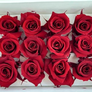 Rose stabilizzate di colore rosso, 12 pezzi, fiori stabilizzati, testa di rosa, rosa da matrimonio, composizione floreale fai da te