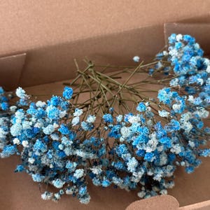 Baby breath, blue preserved gypsophila, 1 box mini stems, natural baby&#39;s breath, baby breath, baby breath, dry wedding Bouquet