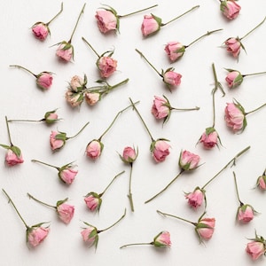 Dried pink mini rose,  flower for Resin, Jewelry, Dry pink Roses, small flower Arrangments Dried Plants, Resin dried resin flowers,
