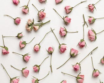 Mini rosa rosa essiccata, fiore per resina, gioielli, rose rosa essiccate, piccole composizioni floreali, piante essiccate, fiori di resina essiccati,