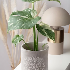Monstera albo white tiger - Etsy.de