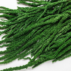 Amaranthus, Preserved Amaranthus, Dark green, wedding flowers, home decor, Christmas flowers, White Hanging Amaranthus