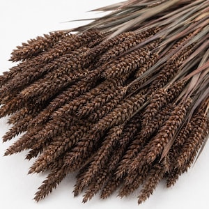 Puede incluir: Un manojo de tallos de trigo secos con espigas texturizadas de color marrón oscuro intenso y hojas largas, delgadas y puntiagudas en tonos marrones y grises apagados. Los tallos están dispuestos en un grupo denso y superpuesto.