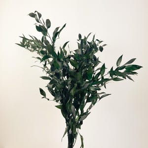 May include: A bundle of dark green Ruscus leaves, a popular choice for floral arrangements and decorative displays. The leaves are a deep, rich green, with a glossy sheen. The stems are bundled together, creating a full and lush appearance.