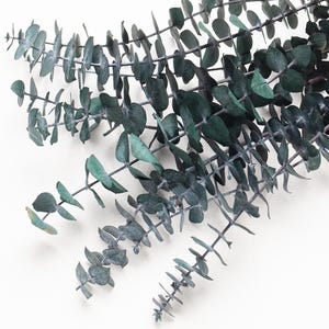 Konservierte Eukalyptusstängel, Eukalyptus Baby Blue, Eukalyptusbund, Stiele, Hochzeitsblumen, Wohndekor, Baby Eukalyptus