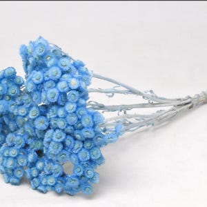 Helichrysum Immortelle, Pastel Blue, Helichrysum italicum, home decor, wedding flowers,