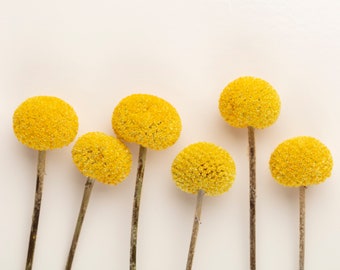 Dried Craspedia Billy Balls Bunch 10 stems Drumstick Flower Yellow Flowers Dry Floral Wedding Bouquet Country Rustic Floral Arangement