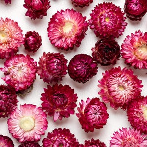 Organic Dried  purple Strawflowers head, Weddings decor, Dried Flower Confetti, florist supply, DIY supply, Wreath Making,