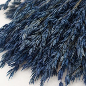 May include: A dense cluster of dried oat grass stems dyed in a deep navy blue colour. The individual stalks feature numerous small, pointed seed heads that are tightly packed together, creating a textured and layered appearance throughout the bunch.