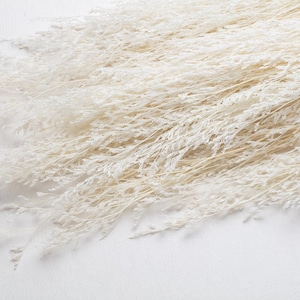 Può includere: Primo piano di erba ornamentale secca e sbiancata. Le piume piumose color crema sono disposte in un fascio sciolto su uno sfondo bianco. L'erba secca ha una consistenza delicata e aggiunge un elemento naturale all'arredamento della casa.