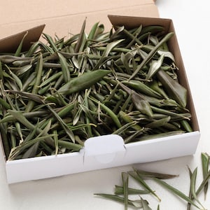 Può includere: Una scatola di cartone aperta piena di foglie di ulivo essiccate. Le foglie, di colore verde e marrone, sono lunghe e sottili. Alcune foglie sono sparse fuori dalla scatola su una superficie bianca.