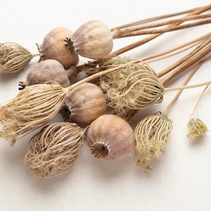Peut inclure: Gros plan de capsules de graines et de tiges séchées dans des tons beige et marron. Les capsules sont rondes et texturées, avec des détails complexes. Les tiges sont fines et délicates, créant un arrangement naturel et organique.