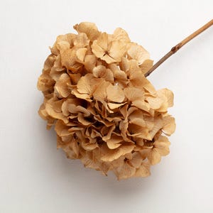 Preserved Hydrangea, Stabilized flowers, natural color Hydrangea, hortensia, flowers, Preserved bridal flower, dried flowers, wedding decor