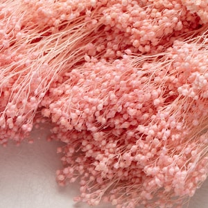 Preserved Broom Bloom, rustic pink, bunch, dried flowers, decoration home, gift woman, wedding, Valentine&#39;s Day, Mother&#39;s Day,