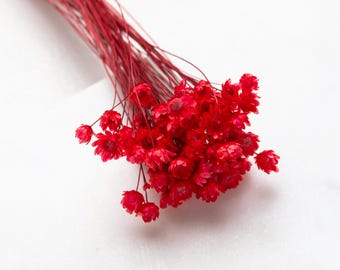 Puede incluir: Un ramo de flores secas rojas con tallos largos. Las flores son pequeñas y tienen una textura delicada.