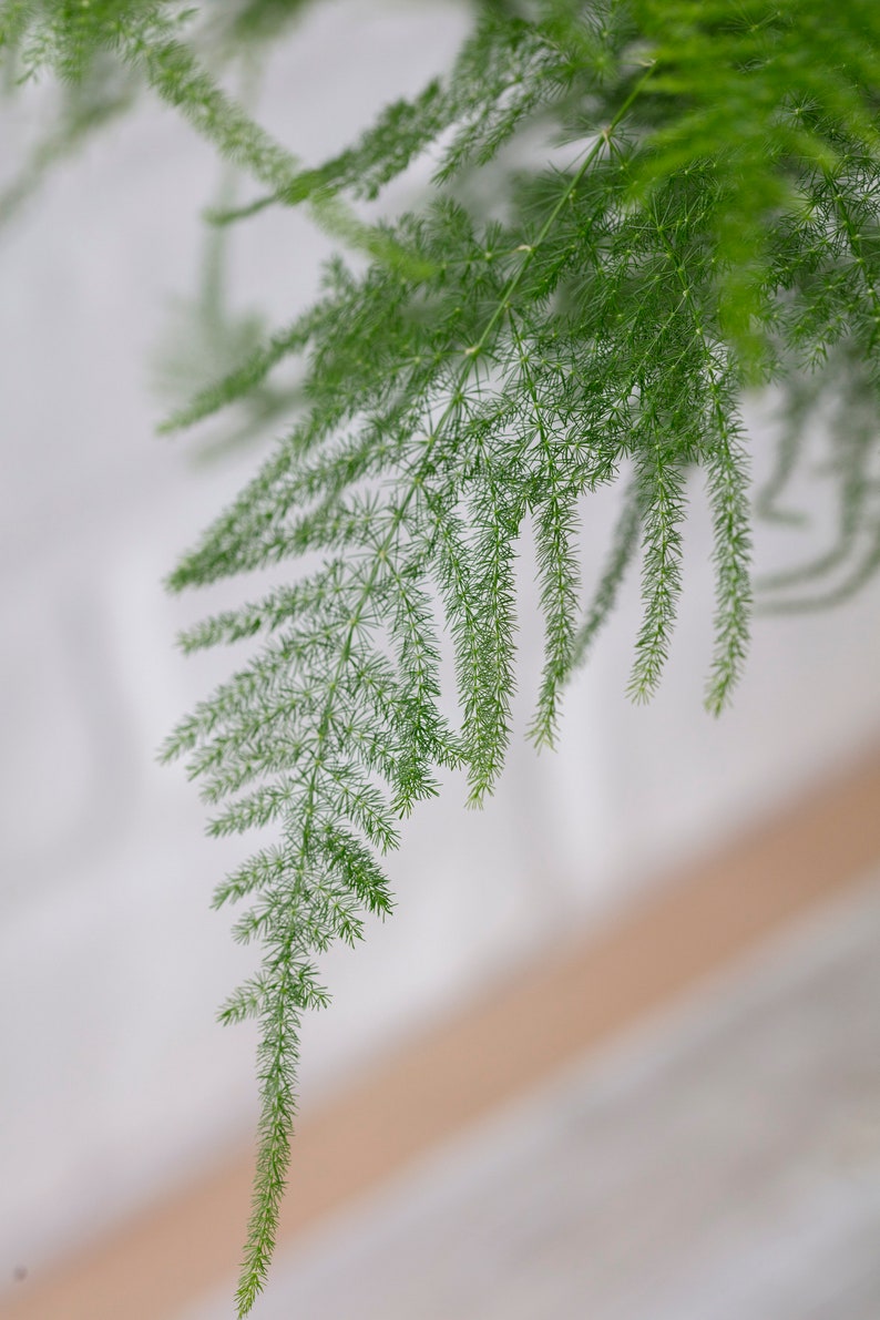 Asparagus Plumosus Plumosa Fern Green Fresh Fresh Flower Etsy