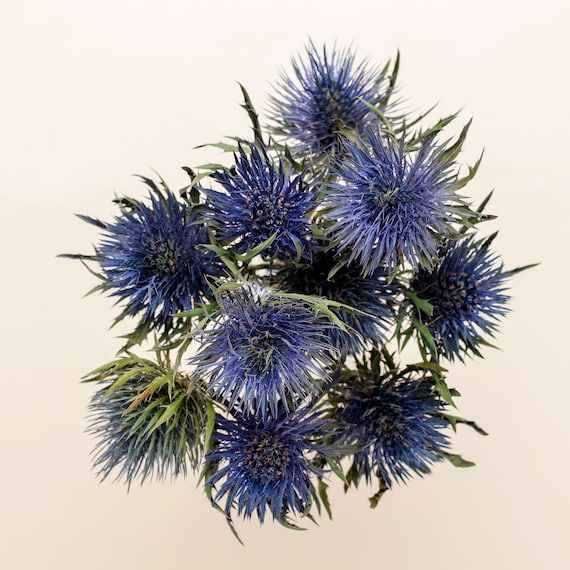 Dried Eryngium, 1 Natural Blue Thistle, Dried Thistle, Natural Dried Thistle, Dried Flowers, Dried Deep Sea Blue Thistle Sea Holly