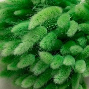 Lagurus, green Bunny Tails, Bleached Dried Lagurus, Dried Grass, Rabbit Tails Bunch, green Decor, green Bridal, Bouquet, Centerpiece,