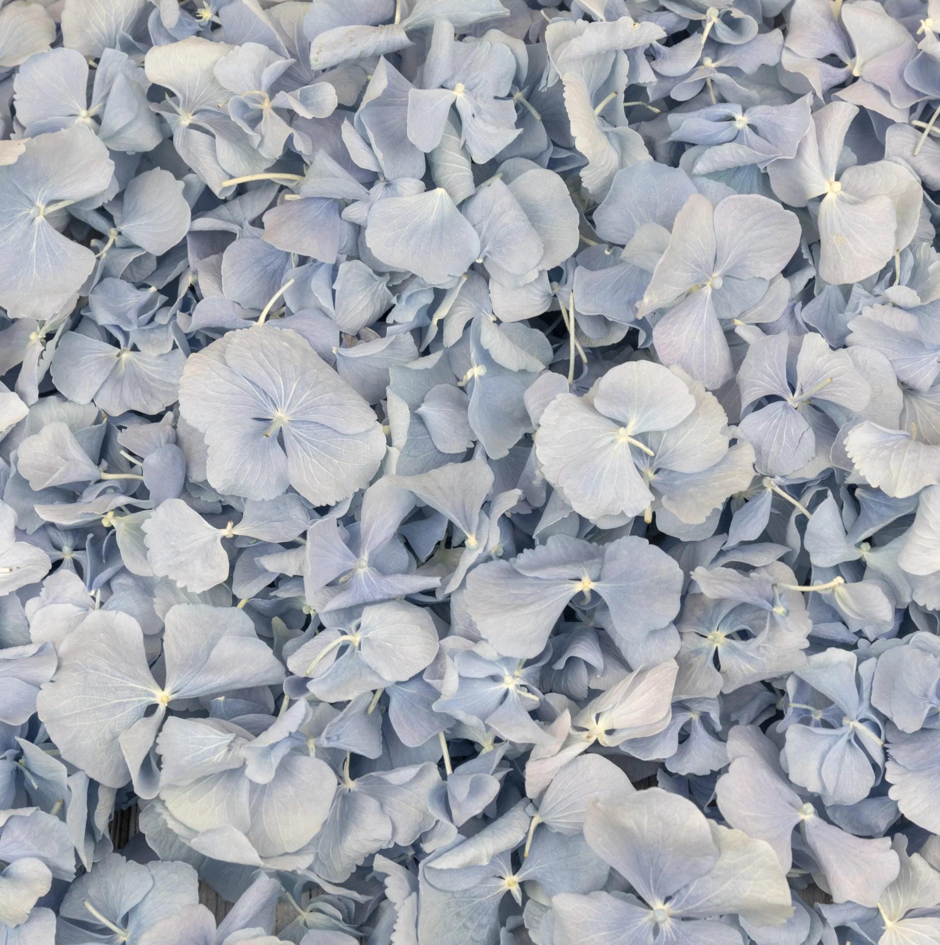 Fleurs Pressées Séchées - Pétales D'hortensia 5 Couleurs - Pour Bijoux, DIY, Décoration - Lot Avec Boîte De Rangement