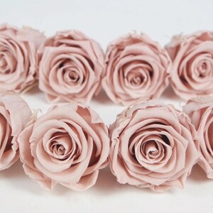 Op de afbeelding: Acht roze rozen op een witte achtergrond. De rozen staan in volle bloei, met meerdere lagen delicate bloemblaadjes. De uitstraling is zacht en romantisch, geschikt voor bloemstukken.