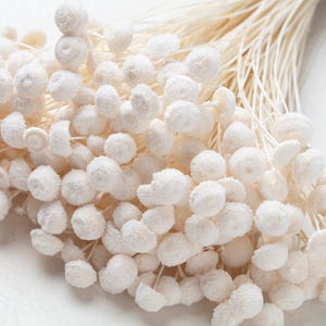 Amarelino, Getrocknete Boton, weiße Pastellfarbe, Mini Botao, Botao-Blumen, Miniköpfchen, konservierte Blumen, Hochzeitsblumen, konserviertes Dekor,